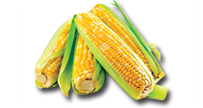 Царевица