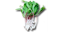 Див чесън (левурда)