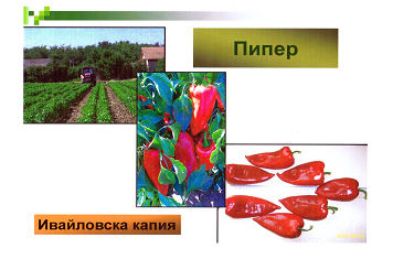 Ивайловска капия