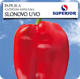 Слоново ухо